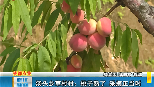 汤头乡草村村：桃子熟了 采摘正当时 - 憨鼠网