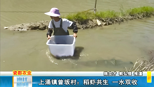 上涌镇曾坂村：稻虾共生 一水双收 - 憨鼠网