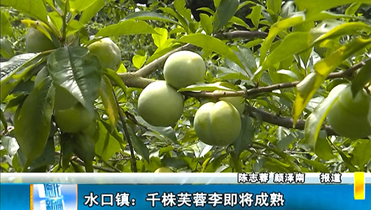 水口镇：千株芙蓉李即将成熟 - 憨鼠网