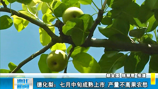 德化梨七月中旬成熟上市 产量不高果农愁 - 憨鼠网