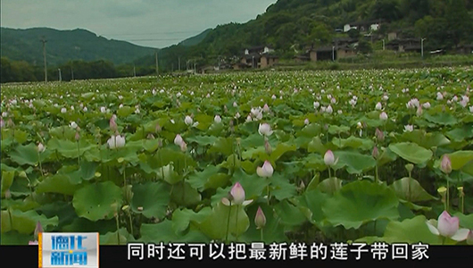 南埕田园：尝新鲜水果 赏美丽荷花 - 憨鼠网