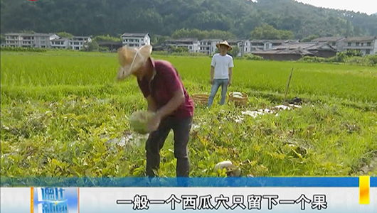 水口镇石柱观光园：西瓜成熟季 采摘正当时 - 憨鼠网
