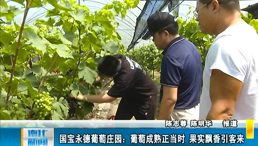 国宝永德葡萄庄园：葡萄成熟正当时 果实飘香引客来 - 憨鼠网