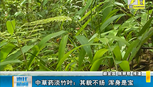 中草药淡竹叶：其貌不扬 浑身是宝 - 憨鼠网