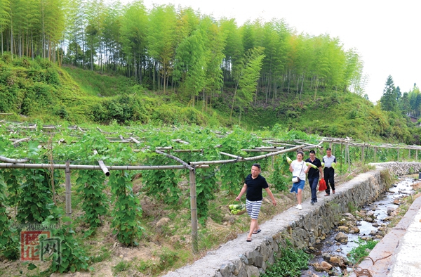 山村溪滨种出千米瓜果长廊 种植户带头人领着贫困户致富奔小康 - 憨鼠网