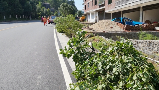 公路行道树，不是你想砍就能砍 - 憨鼠网