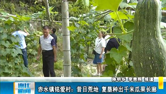 赤水镇铭爱村：昔日荒地 复垦种出千米瓜果长廊 - 憨鼠网