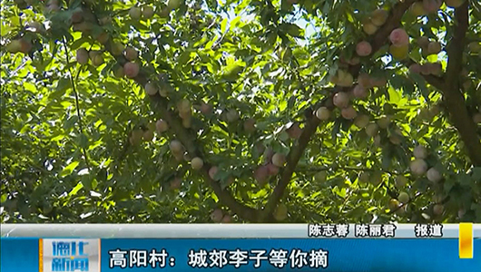 高阳村：城郊李子等你摘 - 憨鼠网