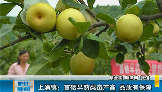 上涌镇：富硒早熟梨亩产高 品质有保障 - 憨鼠网