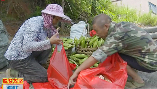 赤水镇锦洋村：花玉米成熟 扶贫增收 - 憨鼠网