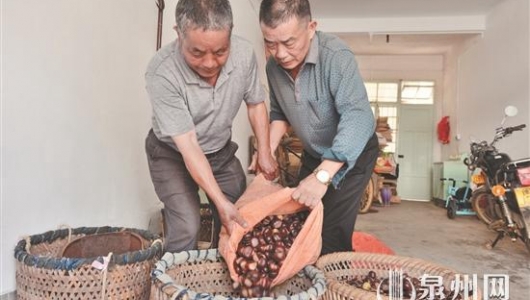 板栗树下拾起“幸福果” - 憨鼠网