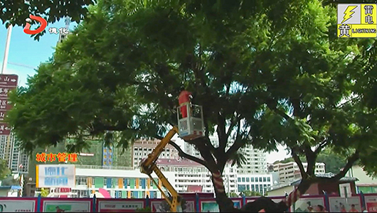 县城管局：蓝花楹锯枝减压 保障安全 - 憨鼠网