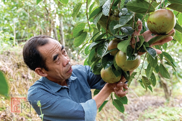 大果油茶为脱贫户播种新希望 - 憨鼠网