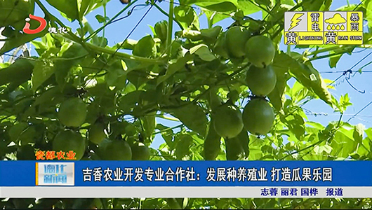 吉香农业开发专业合作社：发展种养殖业 打造瓜果乐园 - 憨鼠网