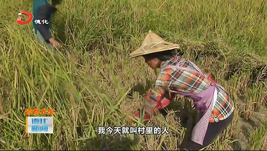 龙门滩镇：黑糯米稻谷飘香 丰收忙 - 憨鼠网