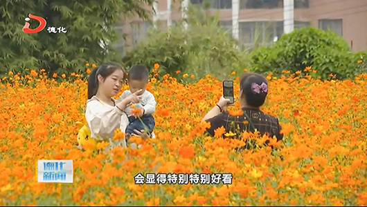 三班月记窑：硫华菊花开争艳引客来 - 憨鼠网