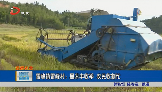 雷峰镇雷峰村：黑米丰收季 农民收割忙 - 憨鼠网