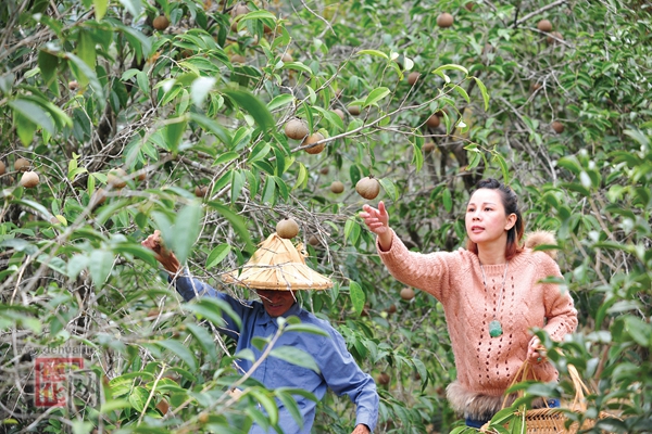 油茶成熟 喜获丰收 - 憨鼠网