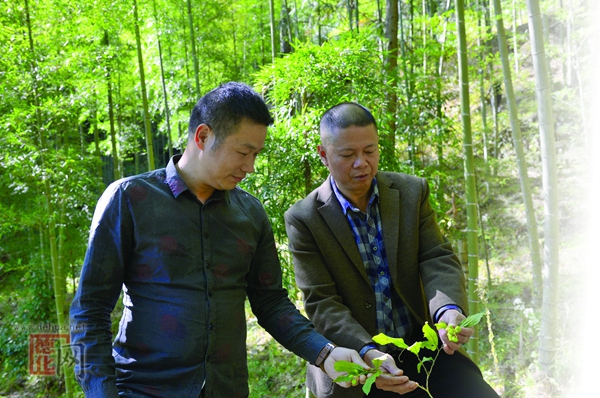 做活“林下经济” 带领村民脱贫致富 - 憨鼠网