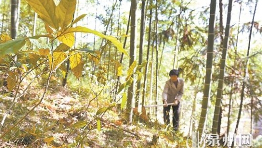德化县内坂村：因地制宜种植中草药助贫困户增收 - 憨鼠网