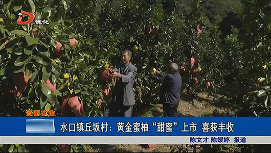 水口镇丘坂村：黄金蜜柚“甜蜜”上市 喜获丰收 - 憨鼠网