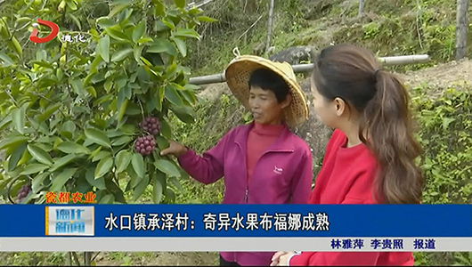 水口镇承泽村：奇异水果布福娜成熟 - 憨鼠网