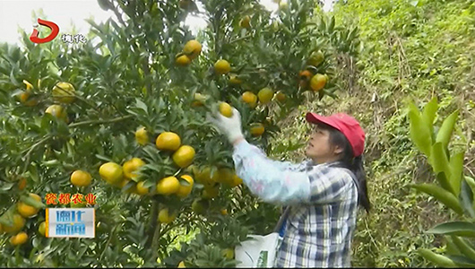 葛坑镇：柑桔成熟采摘忙 果农携手共增收 - 憨鼠网
