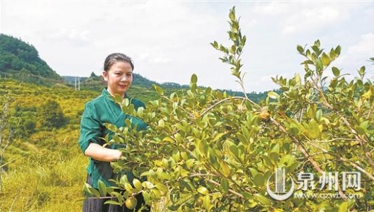 扎进高山种油茶树 让德化茶油香飘世界 - 憨鼠网