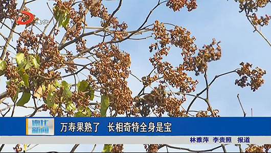 万寿果熟了 长相奇特全身是宝 - 憨鼠网