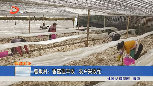 曾坂村：香菇迎丰收 农户采收忙 - 憨鼠网
