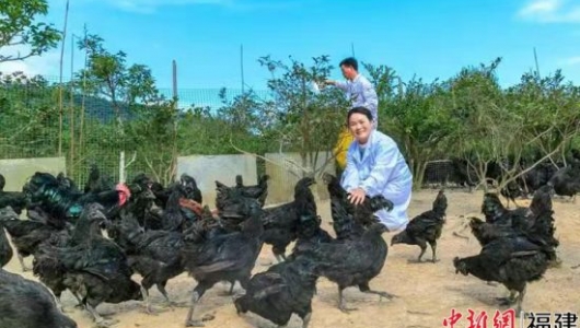 德化县农产品“进阶”之路:把好质量关 厚植高品质 - 憨鼠网
