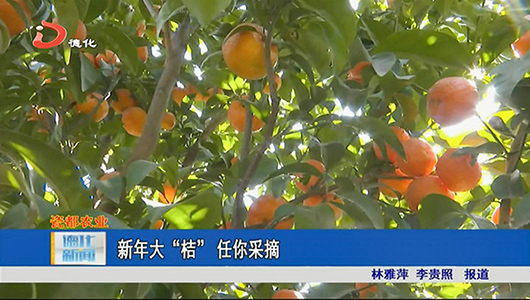 新年大“桔” 任你采摘 - 憨鼠网