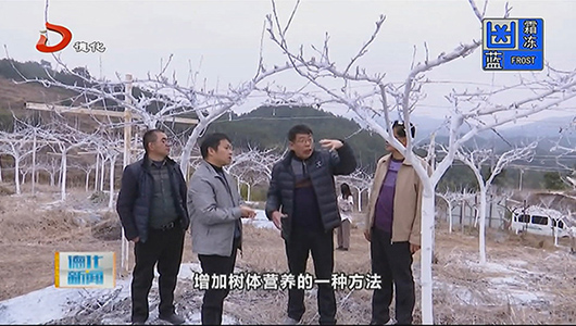 省农科院专家“把脉” 德化梨高接换种 - 憨鼠网