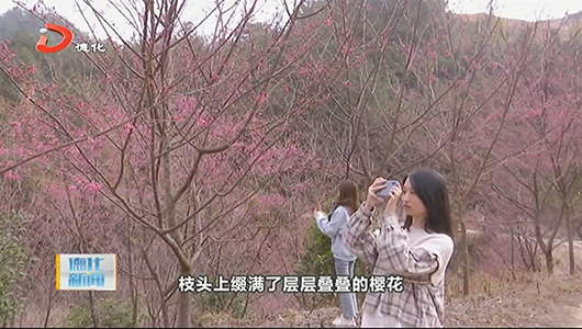 大铭：樱花盛开 打造樱花观光乡 - 憨鼠网