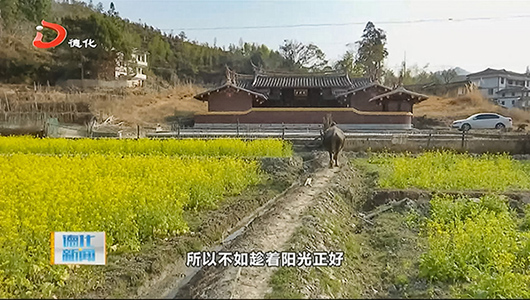 国宝乡云龙谷：油菜花芬芳 绘就美丽画卷 - 憨鼠网