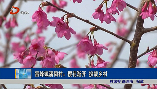 雷峰镇潘祠村：樱花渐开 扮靓乡村 - 憨鼠网