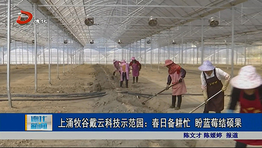上涌牧古戴云科技示范园：春日备耕忙 盼蓝莓结硕果 - 憨鼠网
