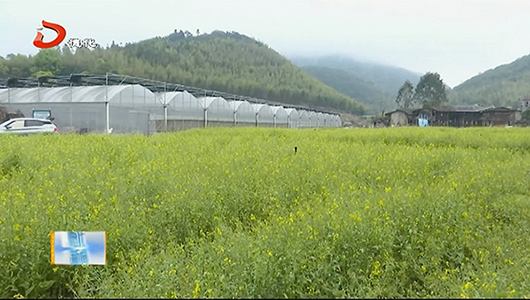 雷峰镇潘祠村：油菜花开 乡野如画 - 憨鼠网