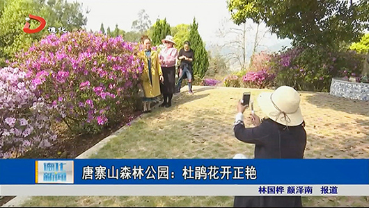 唐寨山森林公园：杜鹃花开正艳 - 憨鼠网