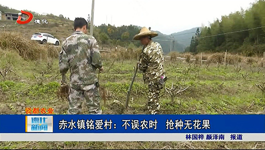 赤水镇铭爱村：不误农时 抢种无花果 - 憨鼠网