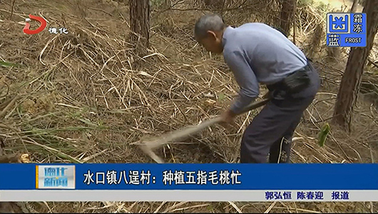 水口镇八逞村：种植五指毛桃忙 - 憨鼠网