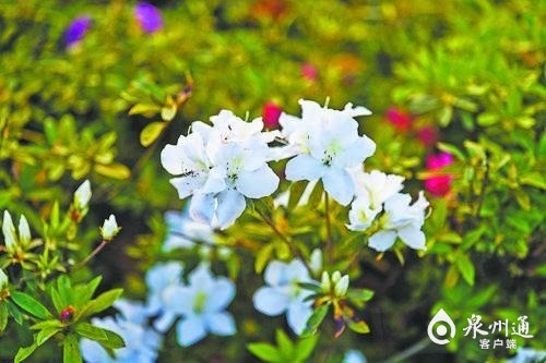 春风托杜鹃 一声啼处满山红 泉州多地杜鹃花进入盛花期 - 憨鼠网