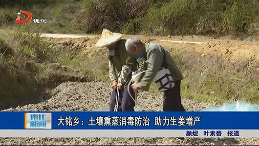 大铭乡：土壤熏蒸消毒防治 助力生姜增产 - 憨鼠网