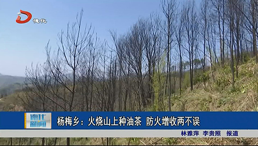 杨梅乡：火烧山上种油茶 防火增收两不误 - 憨鼠网