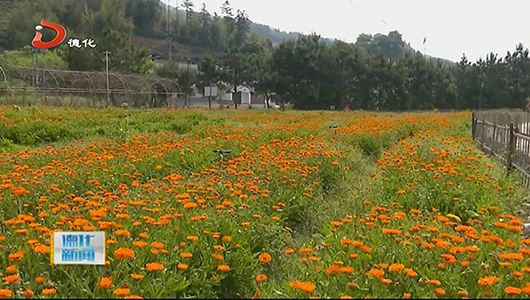 雷峰镇潘祠村：金盏花遍地开放 - 憨鼠网
