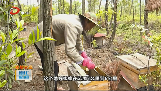 陈新寅：养蜂致富 “甜”蜜生活 - 憨鼠网