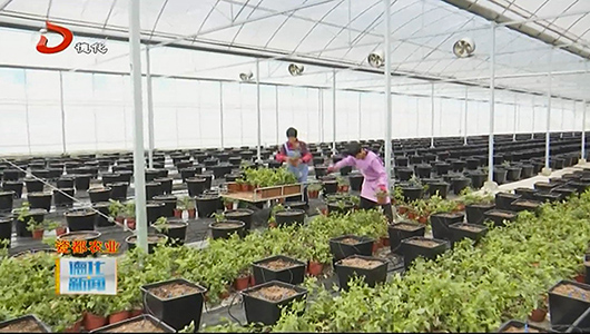 上涌牧谷戴云示范园：精细化管理种植蓝莓 - 憨鼠网