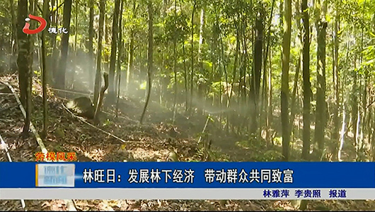 林旺日：发展林下经济 带动群众共同致富 - 憨鼠网