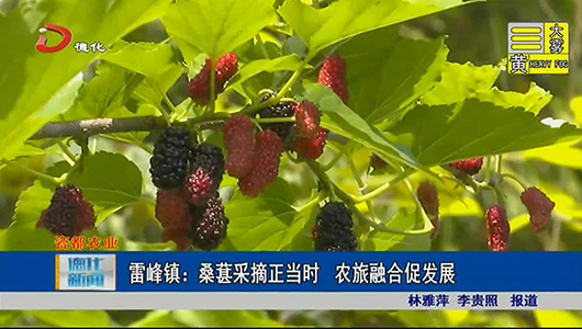 雷峰镇：桑葚采摘正当时 农旅融合促发展 - 憨鼠网