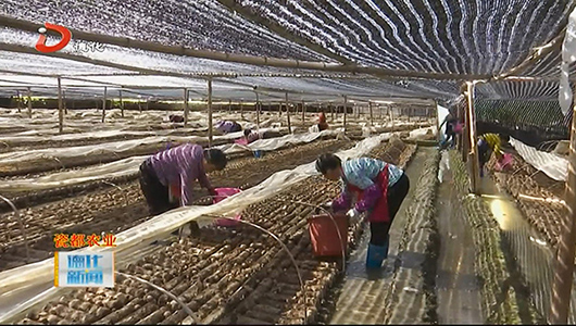 上涌曾坂村：小香菇种出“致富路” - 憨鼠网